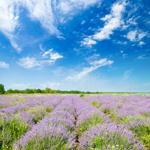 A field of lavender and blue sky.