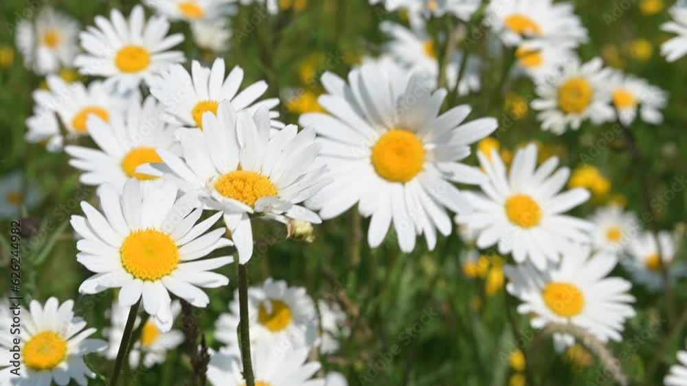 Oxeye Daisies (Leucanthemum vulgare) growing in very large numbers in a field, on a windy day. June, Kent, UK [Half speed]