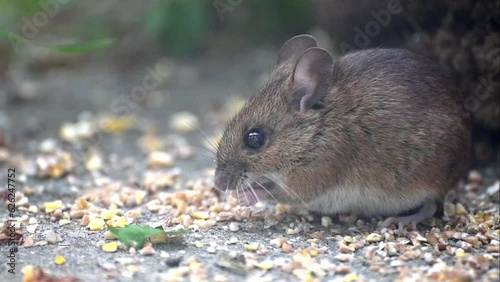 Wood Mouse (Apodemus sylvaticus) male eating birdseed on the paving of a back garden. June, Kent, UK [Half speed] photo
