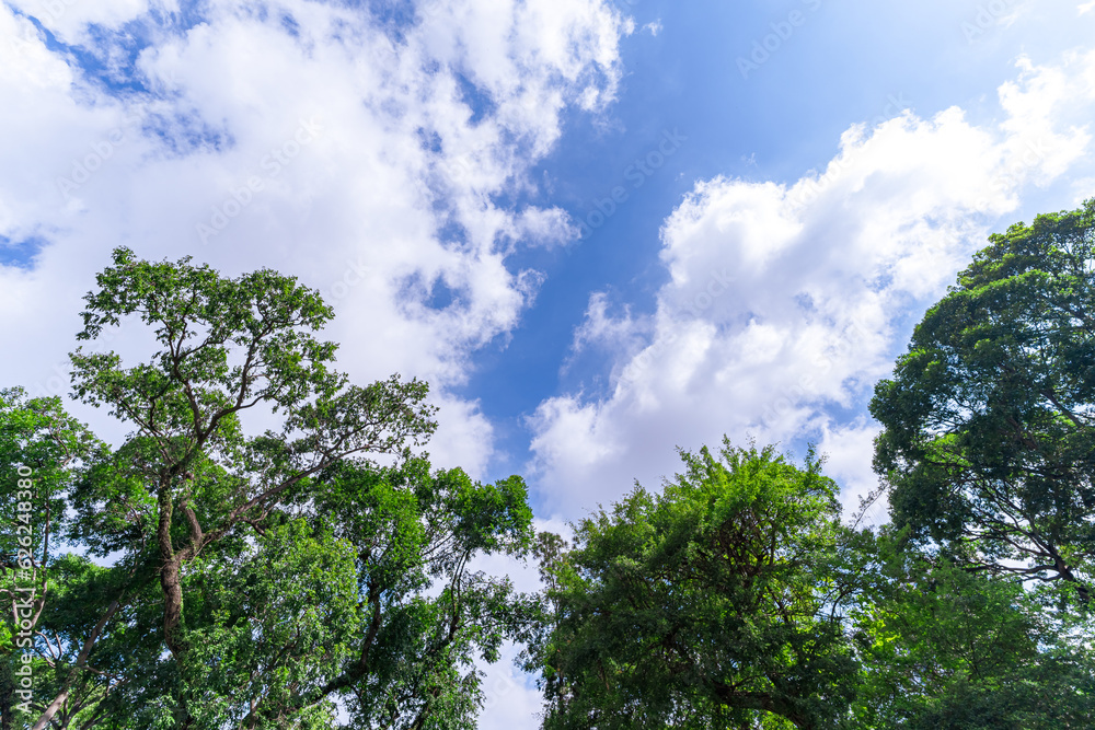 Obraz premium .spring oak branches on the blue sky