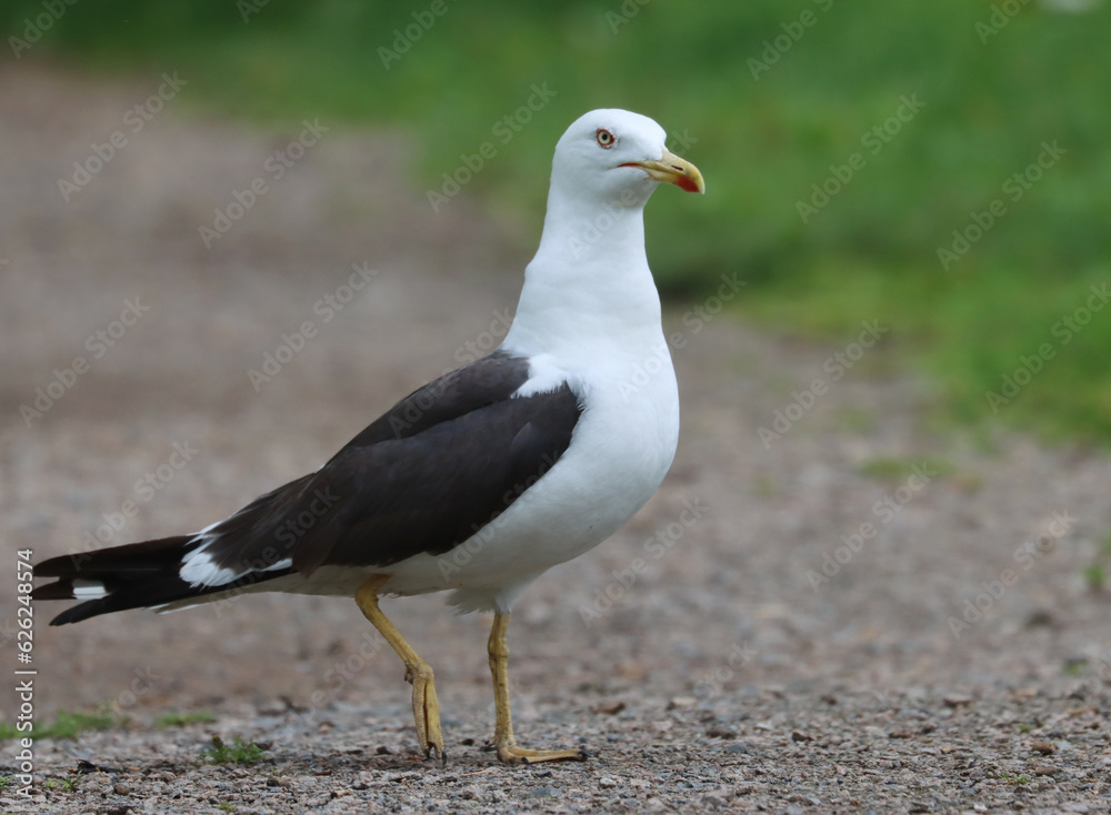 Obraz premium Lesser black-backed gull