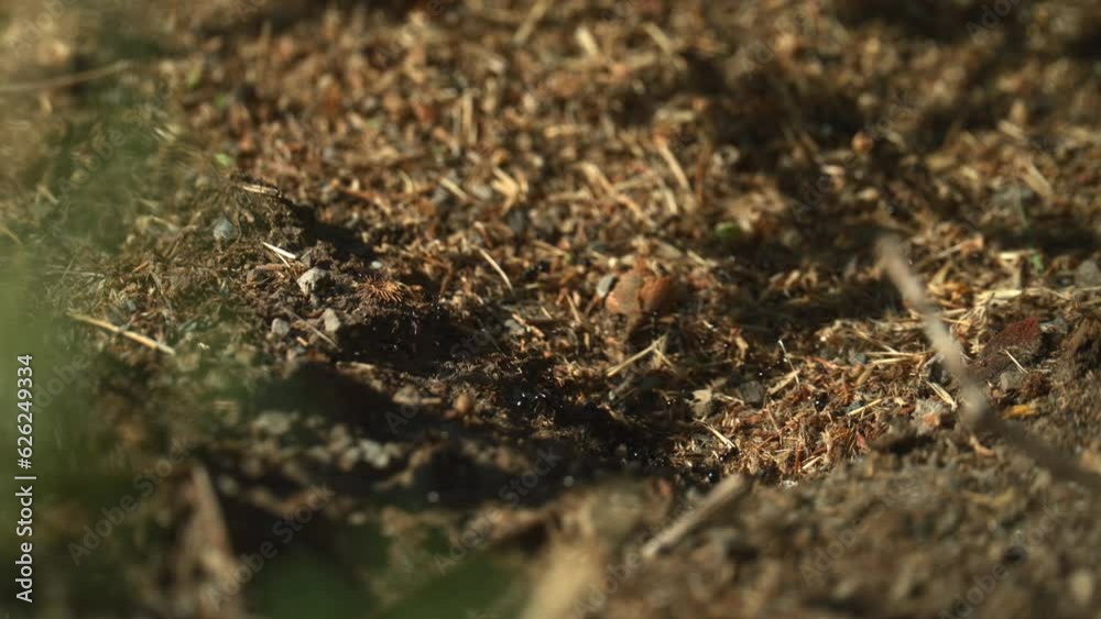 ant colony ant colony