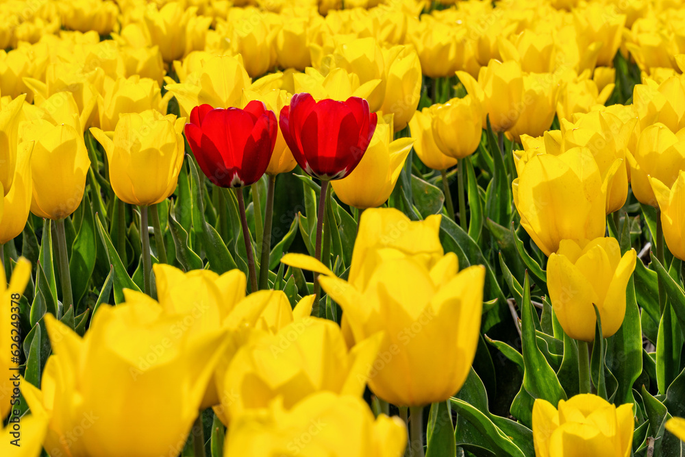Obraz premium two red tulips in a field of yellow tulips in Flevoland, Netherlands