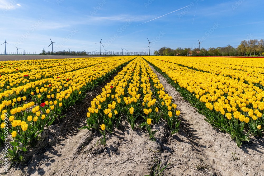 field with yellow triumph tulips (variety ‘Strong Gold’) in Flevoland, Netherlands