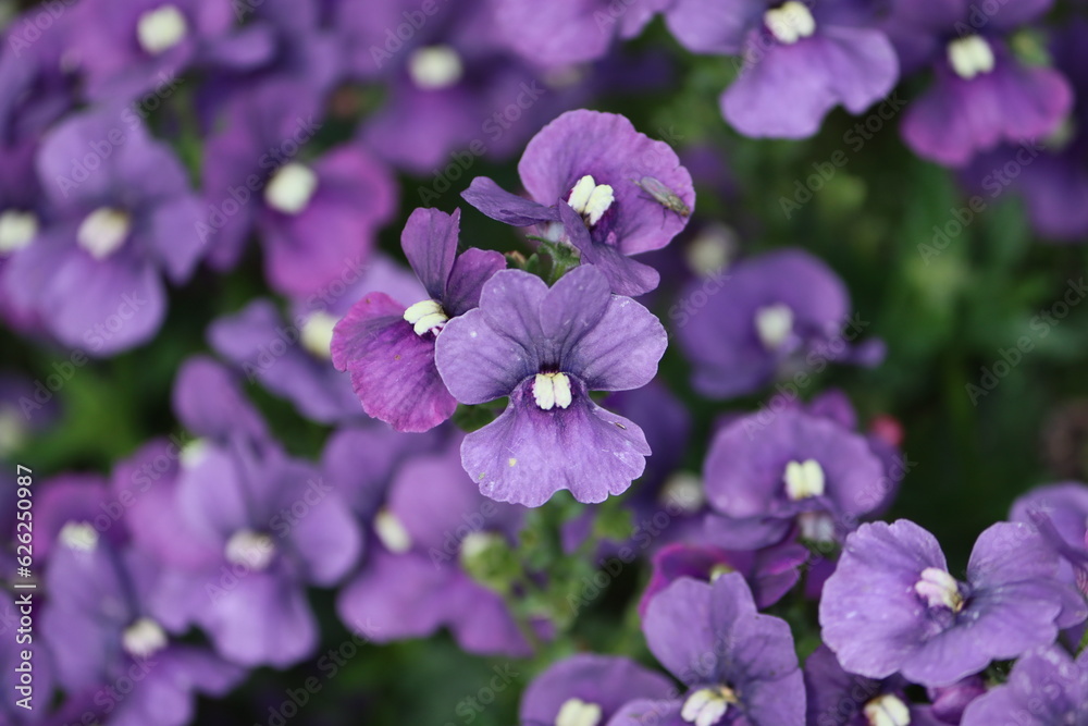 Sweden. Nemesia is a genus of annuals, perennials and sub-shrubs which are native to sandy coasts or disturbed ground in South Africa. Sweden. Nemesia is a genus of annuals, perennials and sub-shrubs which are native to sandy coasts or disturbed ground in South Africa.