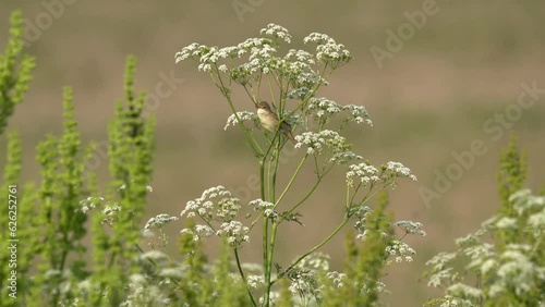 The bird sits on flowers and sings. Beautiful background.