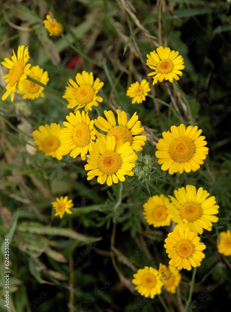 pretty flowers of Anthemis tinctoria and Coreopsis tinctoria on meadow close up pretty flowers of Anthemis tinctoria and Coreopsis tinctoria on meadow close up