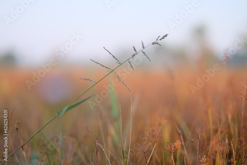 An image of fresh green grass with dewdrops, clinging in the morning, set against a blurred background of dry, brownish grass.