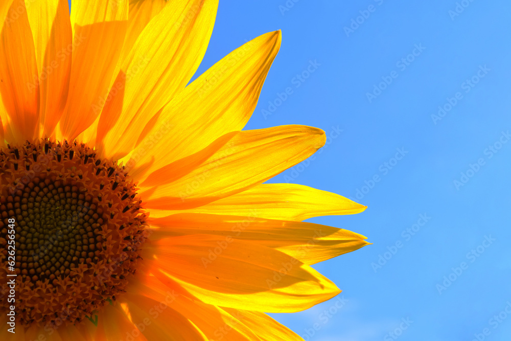 Naklejka premium Field of colza rapeseed yellow flowers and blue sky, Ukrainian flag colors, Ukraine agriculture