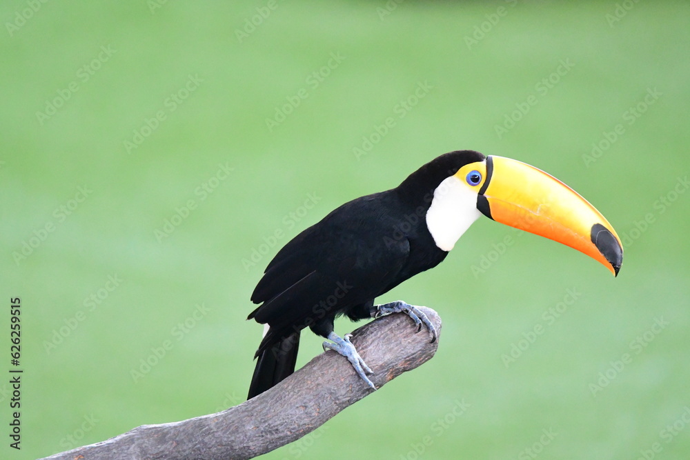 Fototapeta premium Toucan