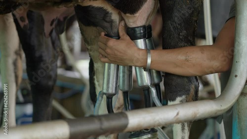 Close up of the milking machine's teat cups connecting to a cow's teats to get milk from a cow at a dairy farm in Chiang Mai, Thailand