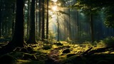 Enchanting forest view: tall trees, greenery, sunlight
