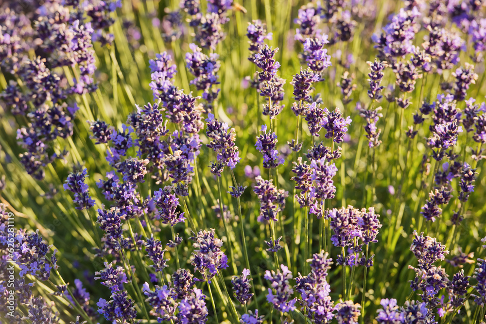 Fototapeta premium Soft focus flowers, beautiful lavender flowers blooming.