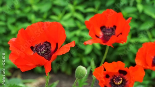 Several bright red poppies on a green background