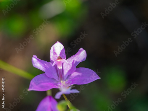 Tuberous Grasspink Calopogon tuberosus flowers photo