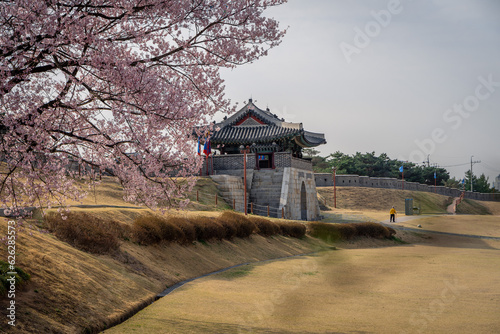Hwaseong fortress, Suwon, Korea under cherry blossoms
