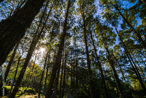 Mountain pine tree forest look up view sunny light