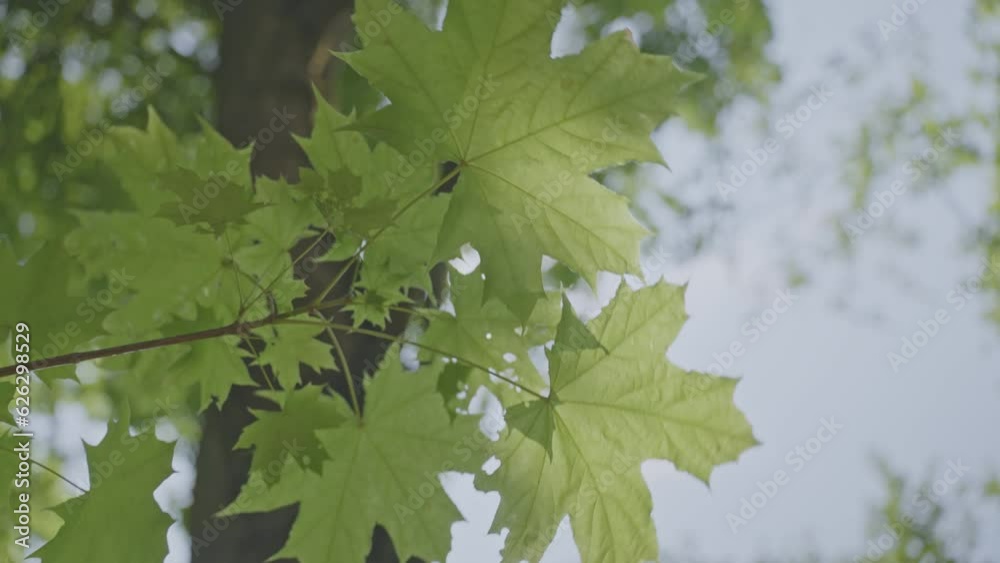 Maple leaves hang on thin branches swaying in light wind. Sunlight tries to break through thin tree branches to illuminate leafy forest Maple leaves hang on thin branches swaying in light wind. Sunlight tries to break through thin tree branches to illuminate leafy forest
