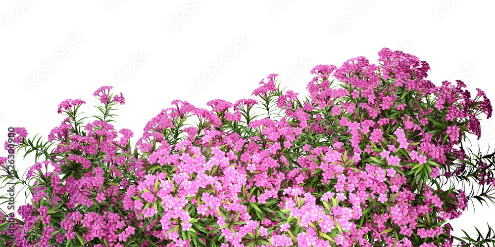 flowers isolated on white flowers isolated on white