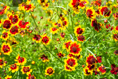 Bright floral background. Garden yellow and orange flowers of coreopsis tinnitus in a flower bed, top view.