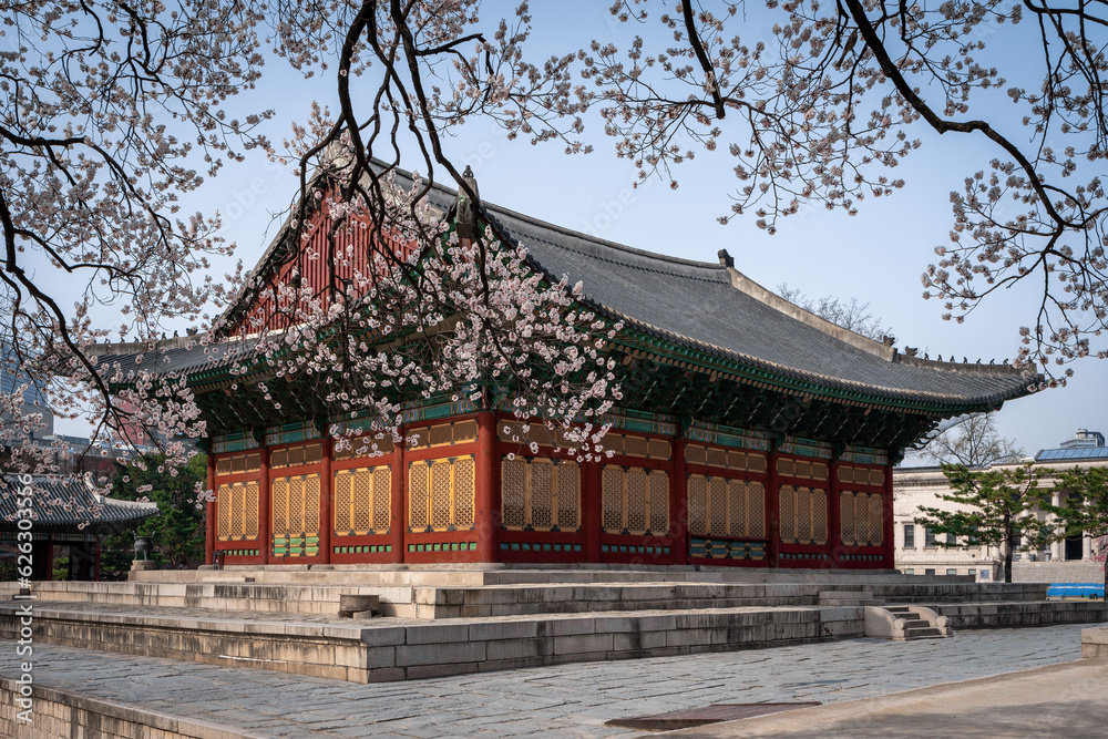 Cherry blossoms on Deoksugung palace, Seoul, Korea Cherry blossoms on Deoksugung palace, Seoul, Korea