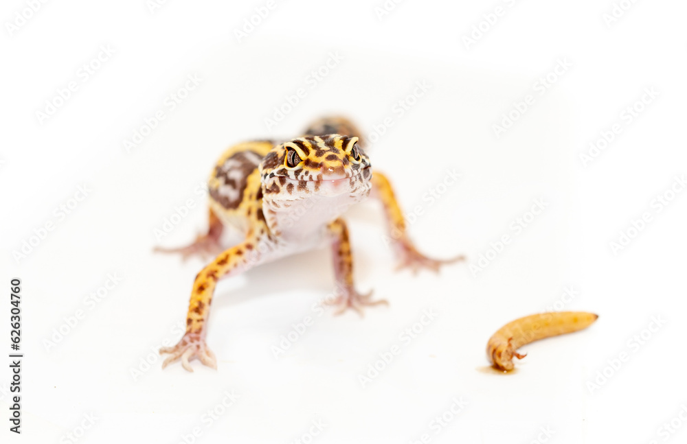 Lizard Eublefar on a white background. Exotic animal as a pet. Lizard Eublefar on a white background. Exotic animal as a pet.