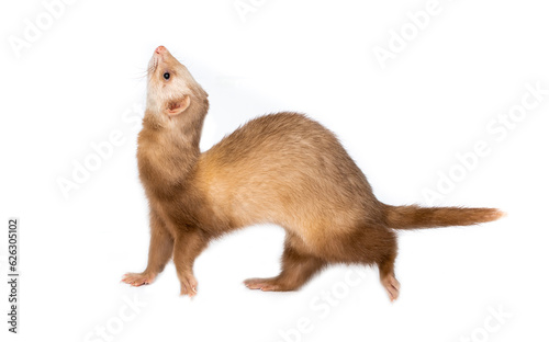 Ferret on a white background is insulated. Light color of the pet. Ermine, weasel, marten.