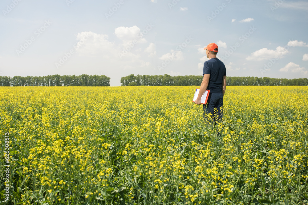  farmer standing in rape field examining crop.  concept of responsible growth and crop protection.