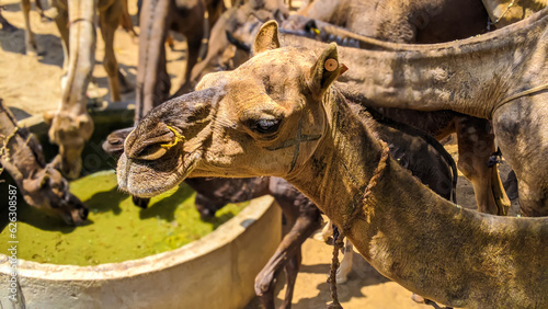 Close-up Dromedary or Asian camel with big hump on back and long neck  Rajasthan. A camel drinking water from a tank on the ground. Decorated camel with symbols  signs and marks. Livestock  India