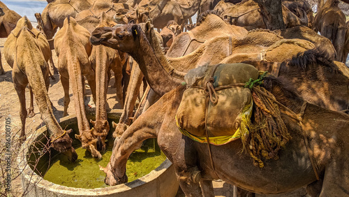 A herd of camels drinking water from a big tank on the ground. Dromedary or Asian camel with big hump on back and long neck, Rajasthan. cattleman or cowherd's camel loaded with luggage and ropes.