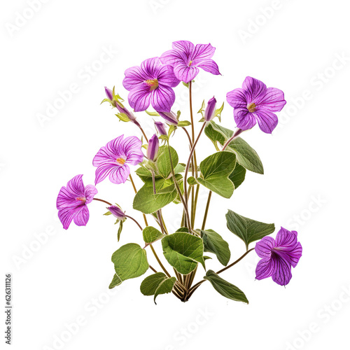 Leinwand Poster Purple Platycodon grandiflorus flowers