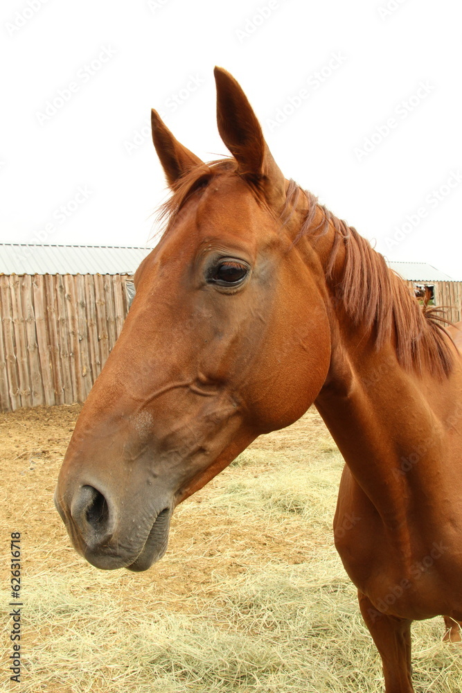 Fototapeta premium portrait of a brown horse