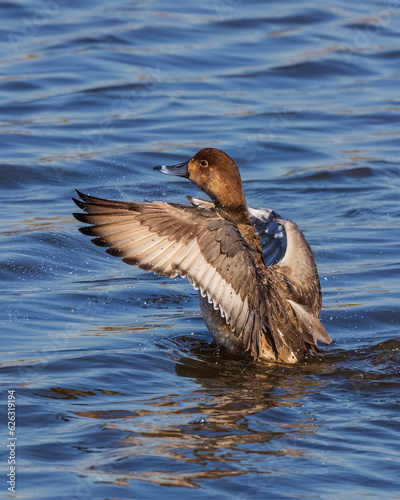 This female Ring-necked duck is seen flapping its wings in the pond by the Lighthouse at St Marks National Wildlife Refuge.