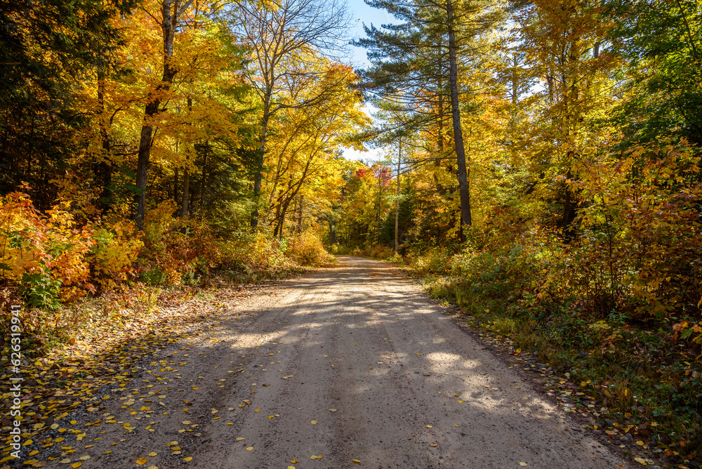 Fototapeta premium Empty gravel back road through a thick autumnal forest on a sunny day