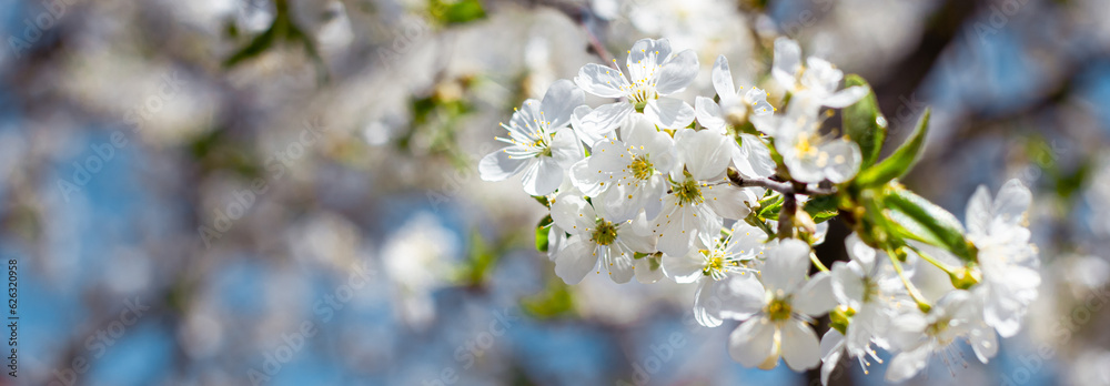 White springtime cherry blossom flowers on a tree branch against a blue sky background. Summer background with jasmine flowers against the blue sky background