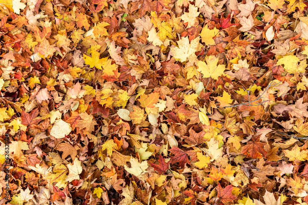 Fallen autumn leaves covering a forest floor. Colourful background image for seasonal use. Copy space. Fallen autumn leaves covering a forest floor. Colourful background image for seasonal use. Copy space.