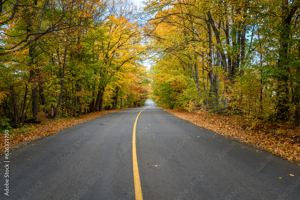 Empty straight stretch of a road running through a forest at the peak of fall foliage