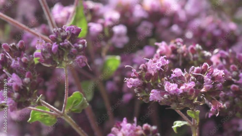 medical and spices herb marjoram\oregano blossom . macro footage medical and spices herb marjoram\oregano blossom . macro footage