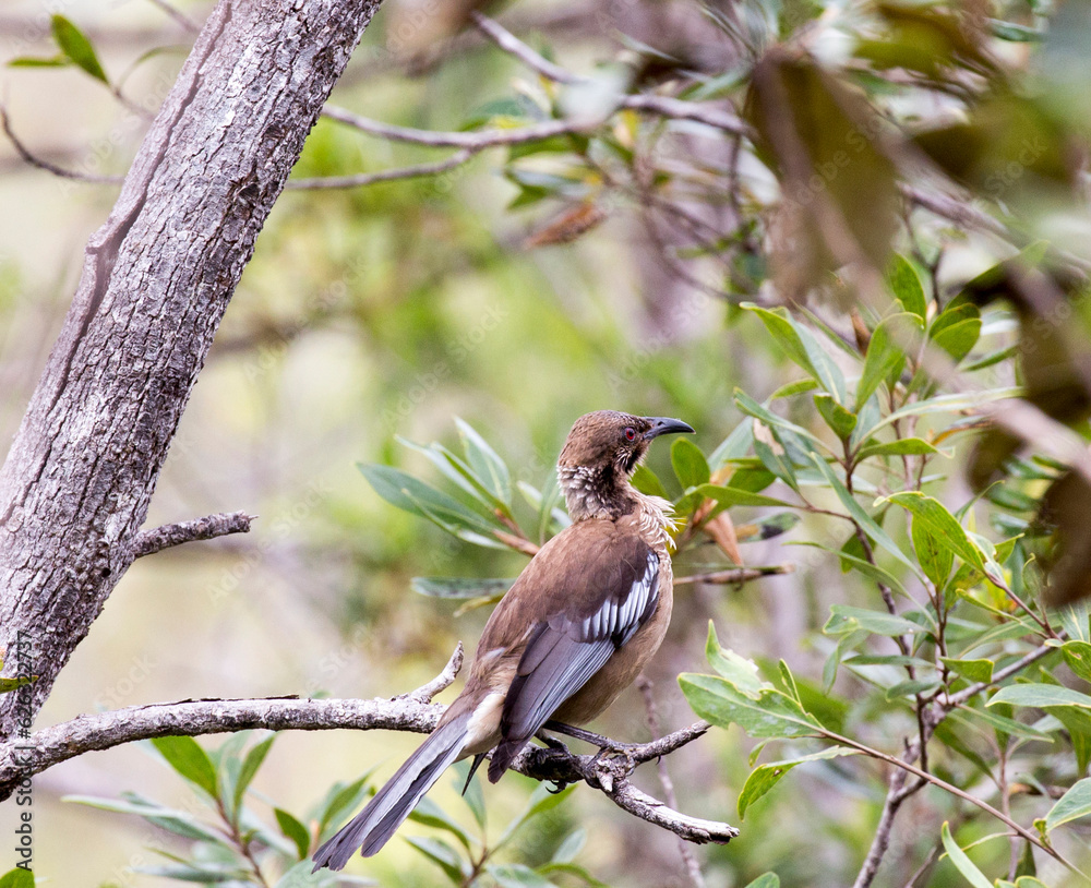 Fototapeta premium View of endemic New Caledonian friarbird