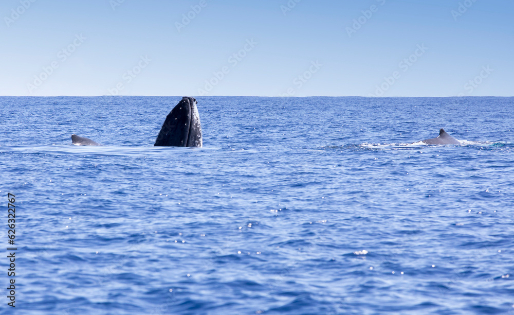 Fototapeta premium A big whale seen in La Reunion sea