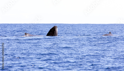 A big whale seen in La Reunion sea