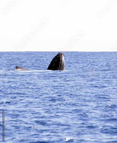 A big whale seen in La Reunion sea