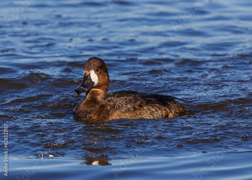 This female Greater Scaup duck was seen in the lighthouse pond at St Marks NWR.  It’s swimming towards us at an angle and is churning up the water, which gives us the nice ripples. photo
