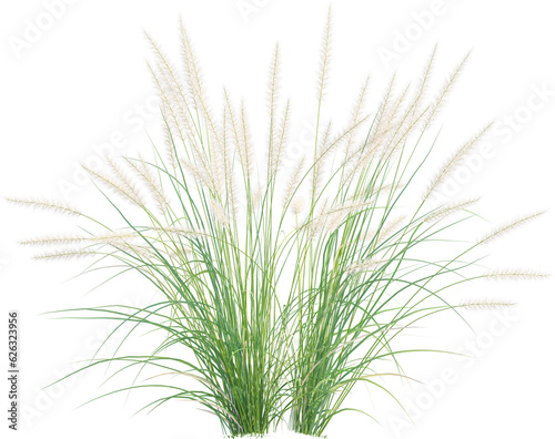 Side view of wild pampas grass