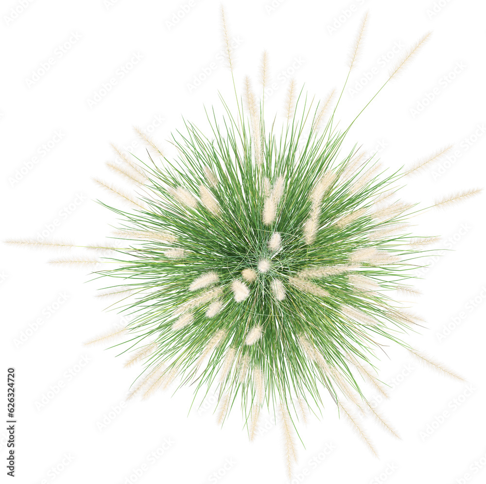 Fototapeta premium Top view of wild pampas grass