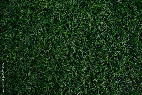 Field of fresh green lawn grass texture natural background .