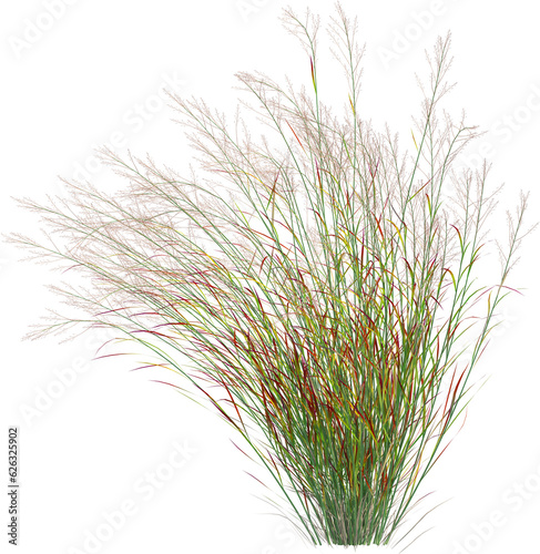 Side view of wild pampas grass photo