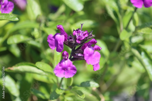 Sweden. Salvia lycioides (Canyon sage) is a perennial native to a wide area ranging from west Texas and New Mexico in the U.S., south through Mexico to the state of San Luis Potosi.  photo