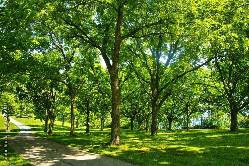On a sunny Summer day, tall trees with bright green leaves border the Oak Leaf Recreation Trail along Lake Michigan near Milwaukee, WI. On a sunny Summer day, tall trees with bright green leaves border the Oak Leaf Recreation Trail along Lake Michigan near Milwaukee, WI.