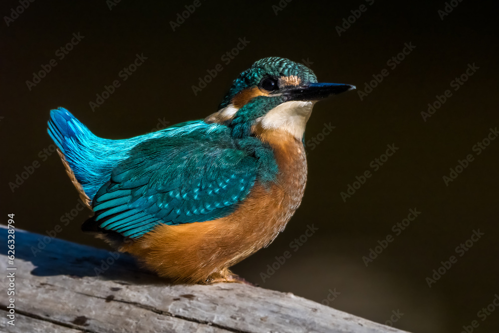 Fototapeta premium Kingfisher birds on dark background on a branch